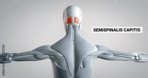 musculus semispinalis capitis, detailed display of muscles, human muscular system, 3D animation of human anatomy, 3D render photo
