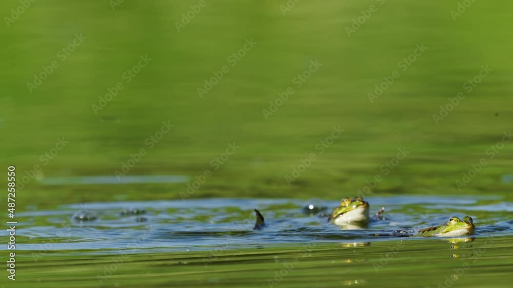 Male European edible frog (Pelophylax esculentus) jumps on female trying to mate
Male European edible frog (Pelophylax esculentus) jumps on female trying to mate
