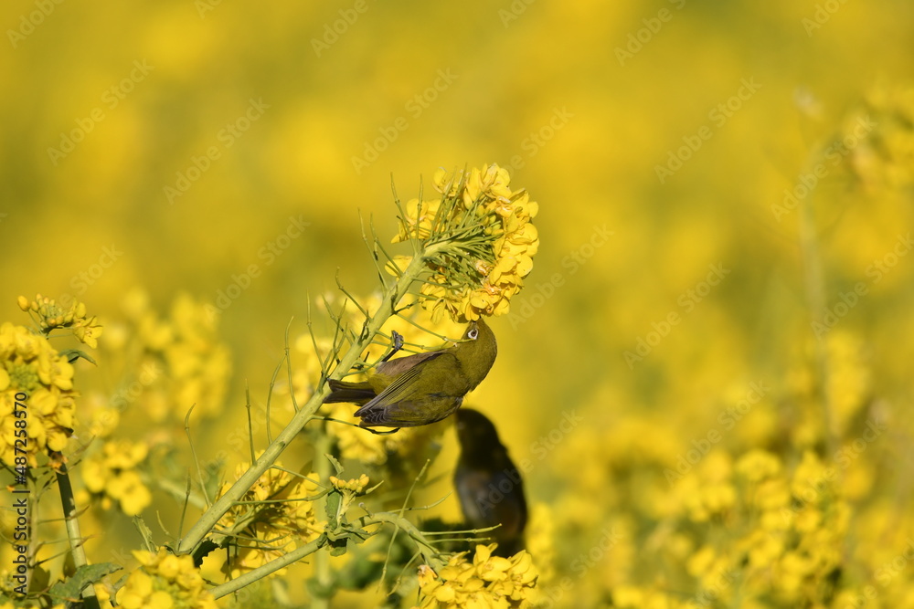 Obraz premium 菜の花とメジロ