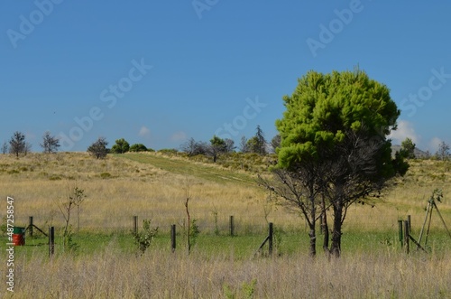 A pinus halepensis next to some fences, in the Argentine Patagonia