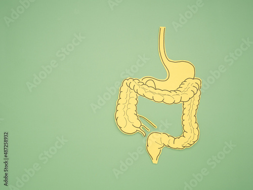 A large intestine shape made from paper on a green background