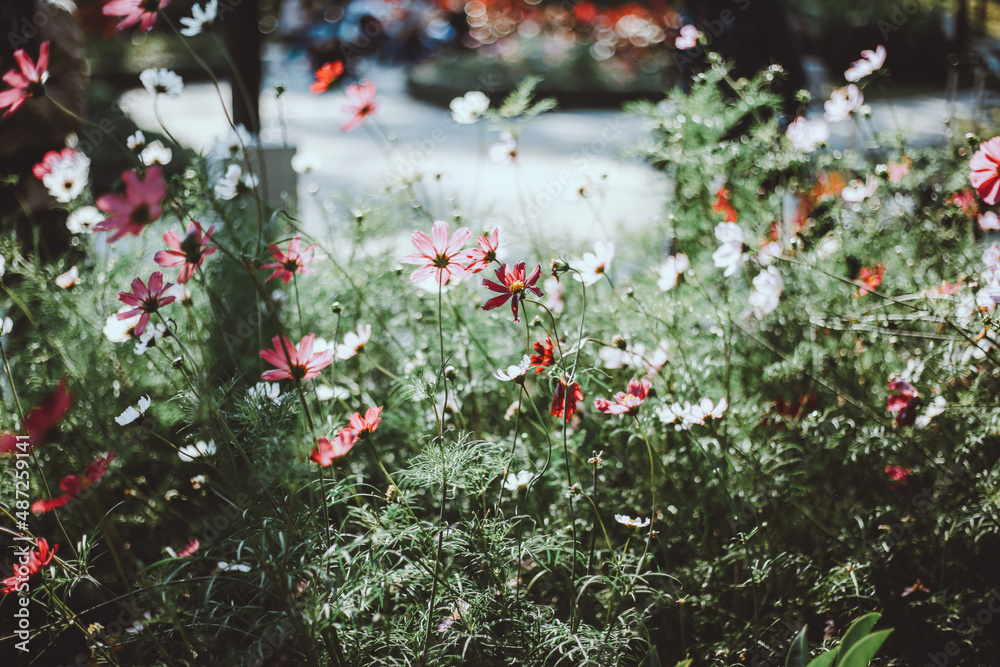 Naklejka premium flowers in the garden
