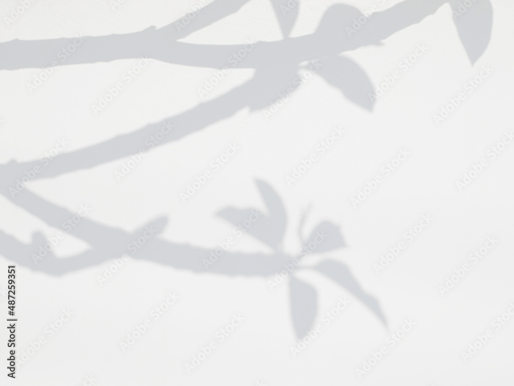 Shadow of natural leaves tree branch on white wall.