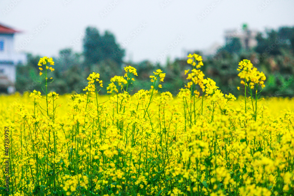 Fototapeta premium yellow rapeseed field