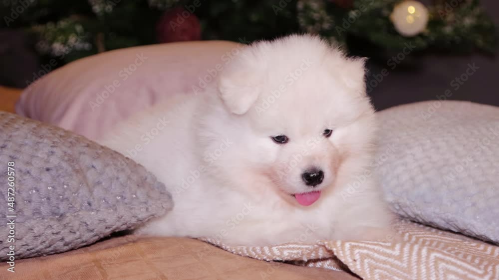A young white and fluffy puppy of a Samoyed dog on a bed against the backdrop of a Christmas tree. A young white and fluffy puppy of a Samoyed dog on a bed against the backdrop of a Christmas tree.