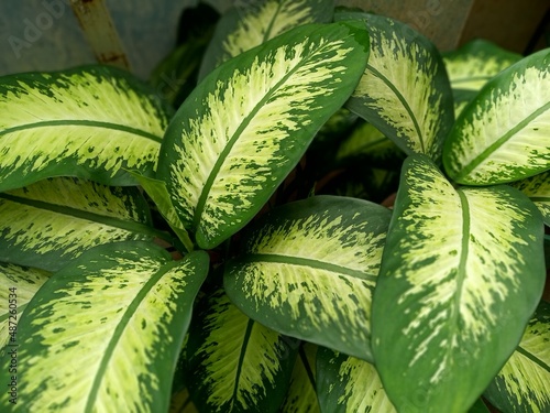 Dieffenbachia seguine tree photo