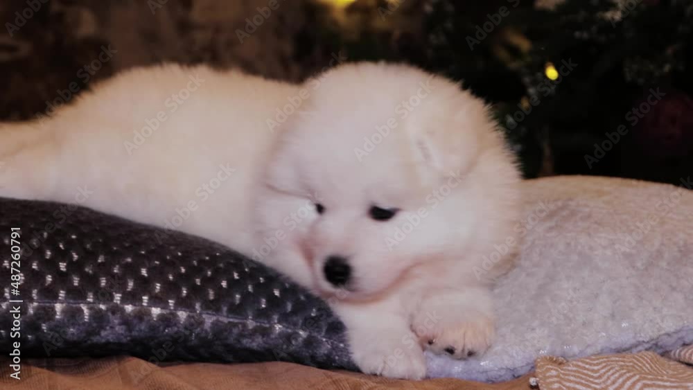 A young white and fluffy puppies of a Samoyed dog on a bed against the backdrop of a Christmas tree. A young white and fluffy puppies of a Samoyed dog on a bed against the backdrop of a Christmas tree.