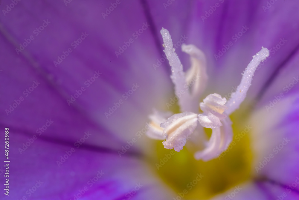 Purple Convolvulus flower macro