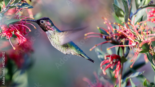 Anna's Hummingbird adult male hovering and feeding. Santa Cruz, California, USA. photo