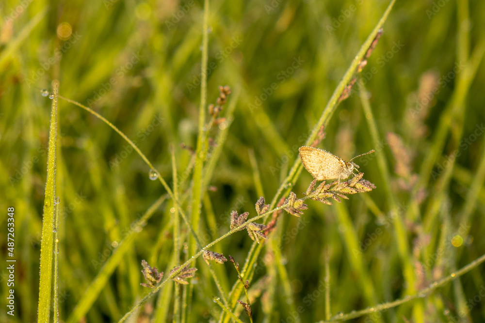 close-up of moth on grass covered in dew close-up of moth on grass covered in dew