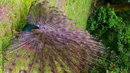 Beautiful iridescent blue peacock with eye-spotted open tail turning on green grass.VERTICAL format