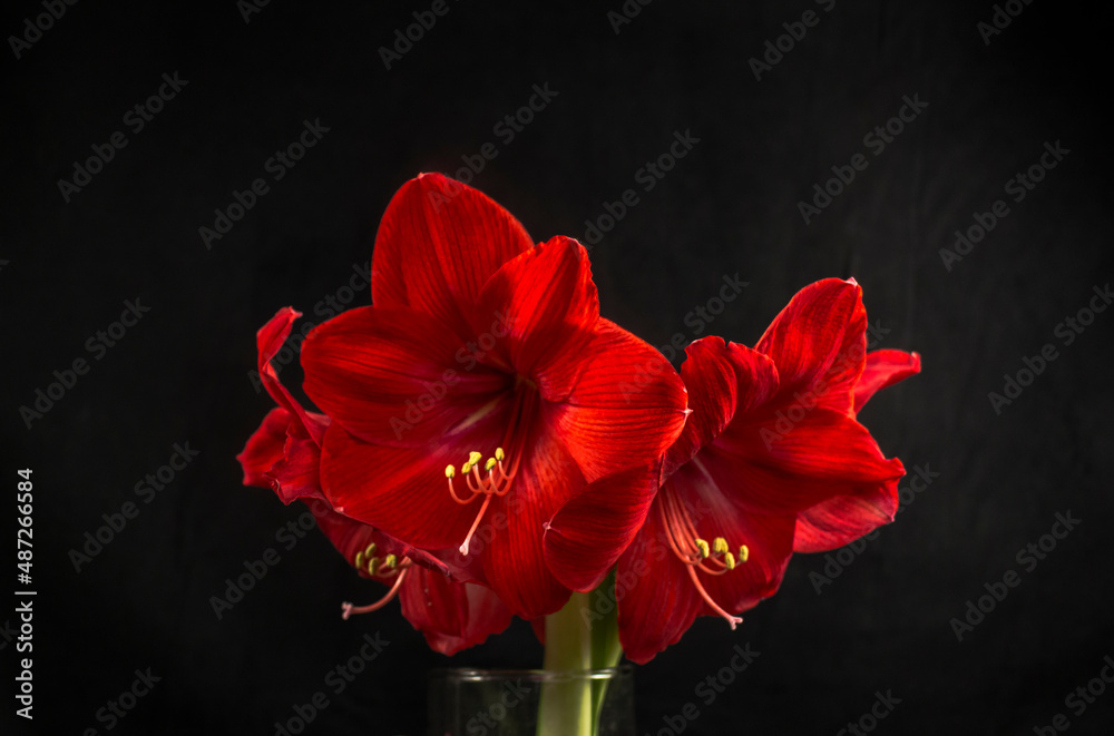 Schöne Grosse Rote Amaryllis Blüten Schöne Grosse Rote Amaryllis Blüten