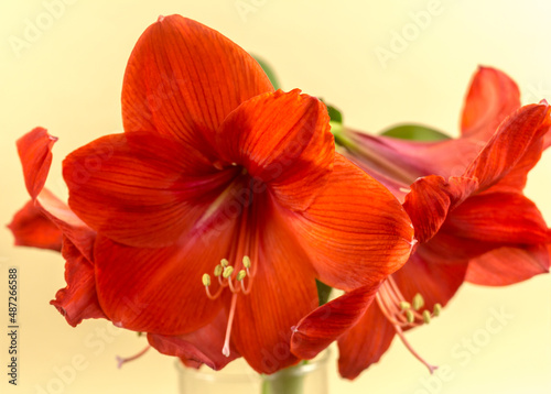 Schöne Grosse Rote Amaryllis Blüten