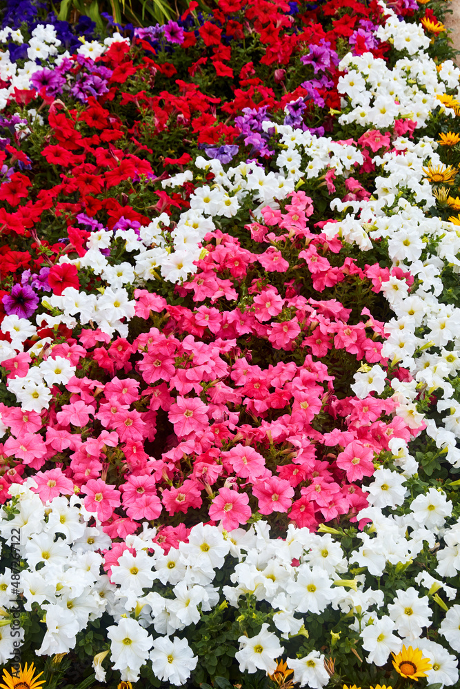 Fototapeta premium flower bed on a sunny summer day