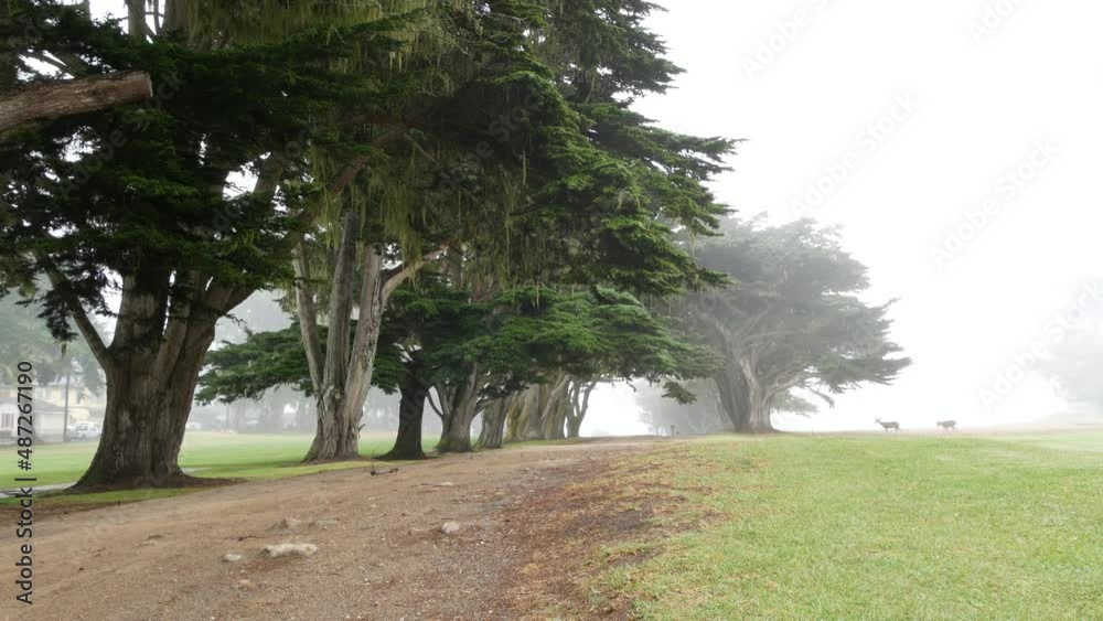 Coniferous cypress pines in fog, misty mysterious forest, woodland or grove. Row of trees in foggy rainy weather, calm haze in Monterey, California USA. Lace lichen moss hanging. Tunnel corridor path. Coniferous cypress pines in fog, misty mysterious forest, woodland or grove. Row of trees in foggy rainy weather, calm haze in Monterey, California USA. Lace lichen moss hanging. Tunnel corridor path.