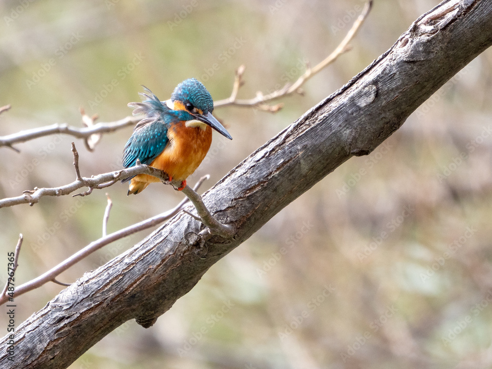 初春のカワセミ 初春のカワセミ