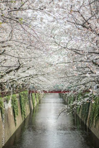 目黒川の桜