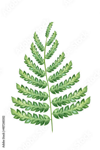 Fern watercolor illustration on isolated background. Hand drawn green plant branch. Botanical art. Tropic forest foliage.