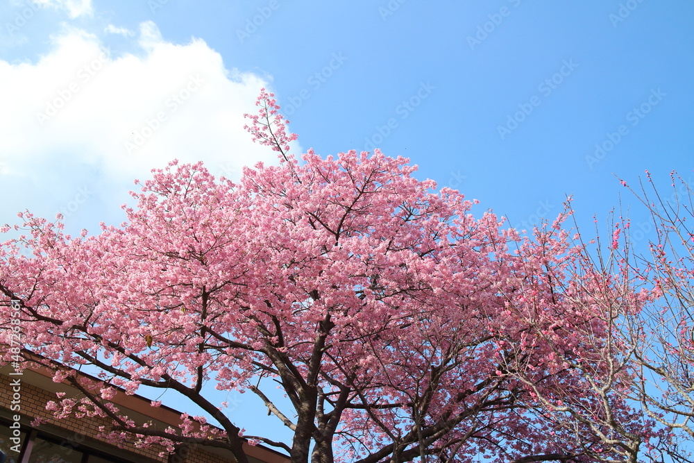 太陽の光を浴びる河津桜