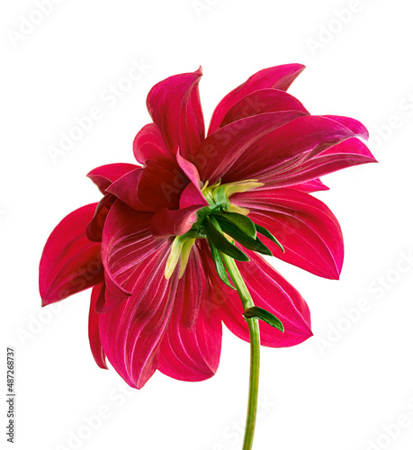 Dahlia flower, Red dahlia flower isolated on white background, with clipping path 