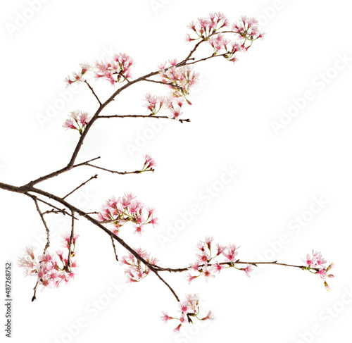 Prunus cerasoides flower, Wild Himalayan cherry plants, isolated on white background 