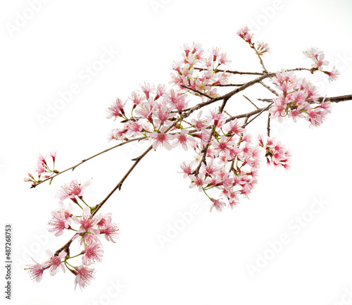 Prunus cerasoides flower, Wild Himalayan cherry plants, isolated on white background 