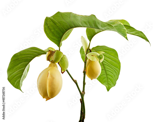 Magnolia liliifera flower with leaves, Egg magnolia flower isolated on white background, with clipping path