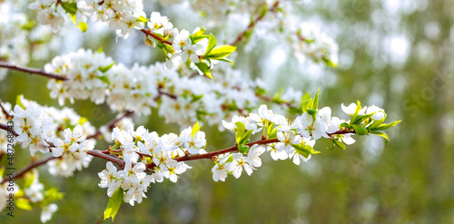 Cherry branch tree in bloom in spring. Blooming cherry on blurred background. Spring banner or backdrop with springtime blooms. Beautiful nature scene with a blossoming tree. Spring flowers.