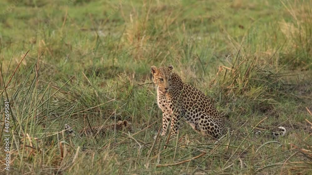 Wide shot of a female leopard sitting in the grass with her tiny cub drinking in the background, Khwai Botswana. Wide shot of a female leopard sitting in the grass with her tiny cub drinking in the background, Khwai Botswana.