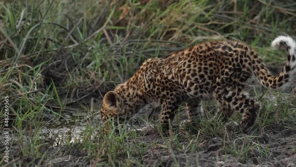 Medium shot of a tiny leopard cub walking away from its mother to drink from a puddle, Khwai Bostwana. Medium shot of a tiny leopard cub walking away from its mother to drink from a puddle, Khwai Bostwana.