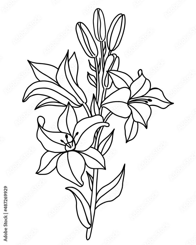 Black outline of lily flowers. Branch bouquet with flowers and buds. Vector illustration. isolated on white background. Ornamental plant for design, decor, decoration and printing Black outline of lily flowers. Branch bouquet with flowers and buds. Vector illustration. isolated on white background. Ornamental plant for design, decor, decoration and printing
