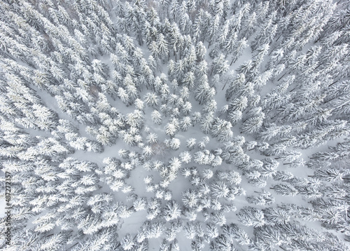 a fir forest seen from above in winter