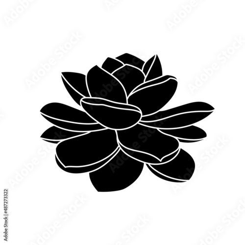 Succulent echeveria in simple style, vector illustration. Desert flower for print and design. Silhouette mexican plant, graphic isolated element on a white background. Houseplant for decor interior