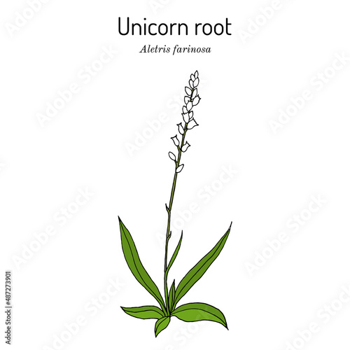 Unicorn root, or crow corn Aletris farinosa , medicinal plant photo