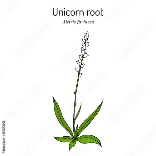 Unicorn root, or crow corn Aletris farinosa , medicinal plant