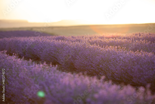 Colorful flowering lavandula or lavender field in the dawn light. A light morning mist at the background.
