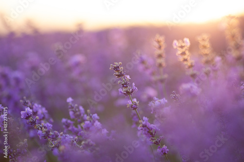 Colorful flowering lavandula or lavender field in the dawn light. A light morning mist at the background.