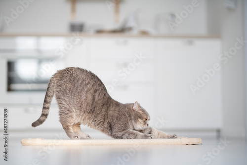 Fotografie, Obraz Scottish cat using scratching post. Studio shot