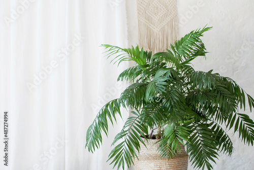 Areca palm in wicker basket photo