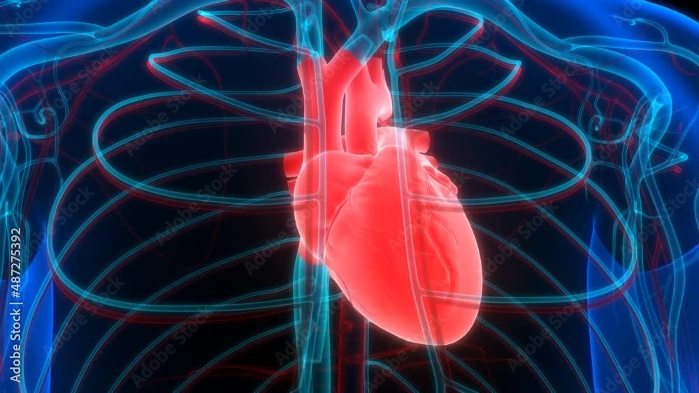 Human Circulatory System Heart Beat Anatomy Animation Concept