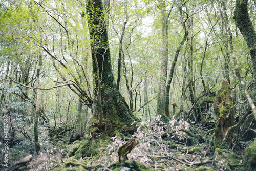 Landscape in Yakushima ,Japanese natural heritage.