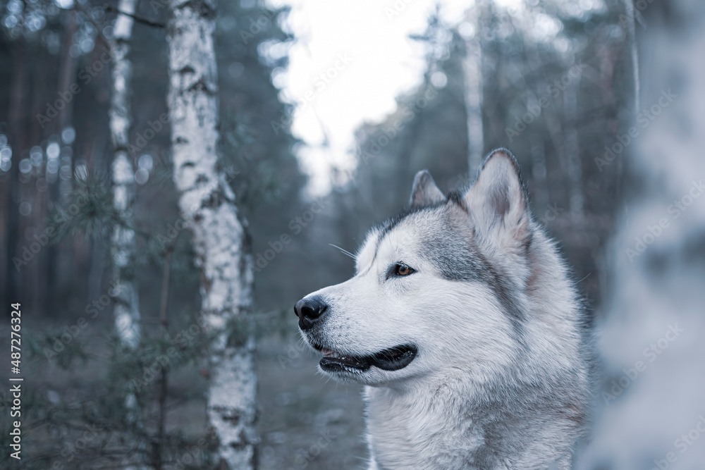 Side portrait of a Malamute in a forest. Young cute female dog sitting among white birch tree trunks. Selective focus on the details, blurred background.