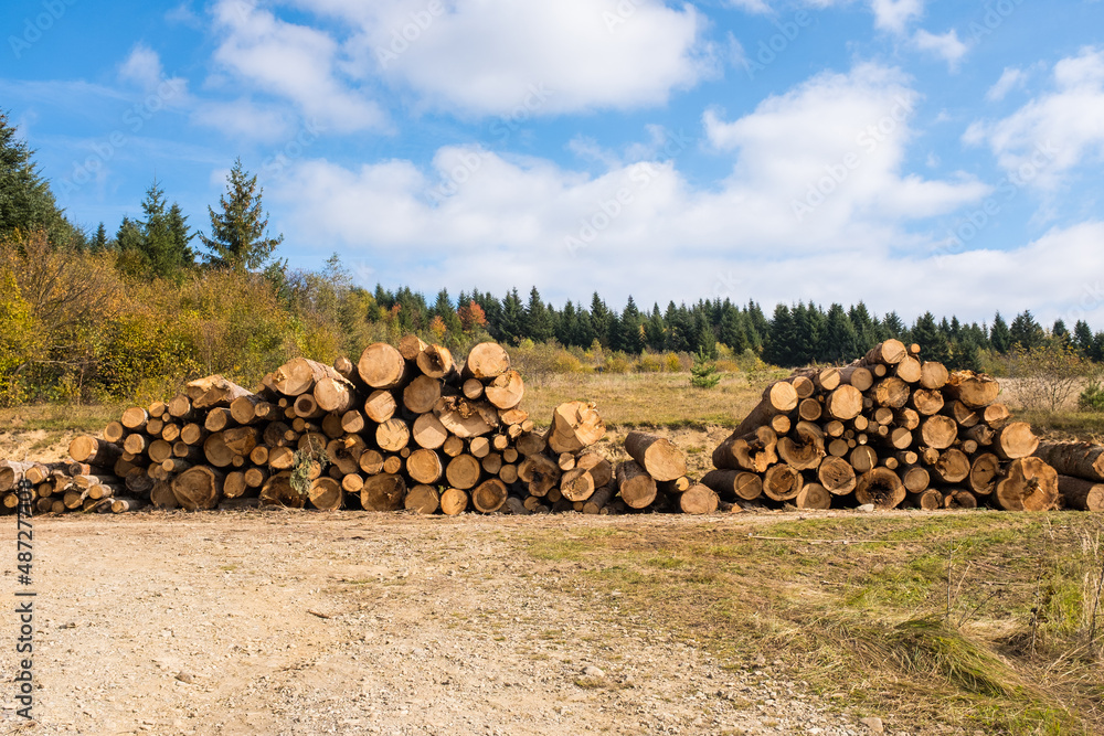 Logs of trees in the forest after felling
