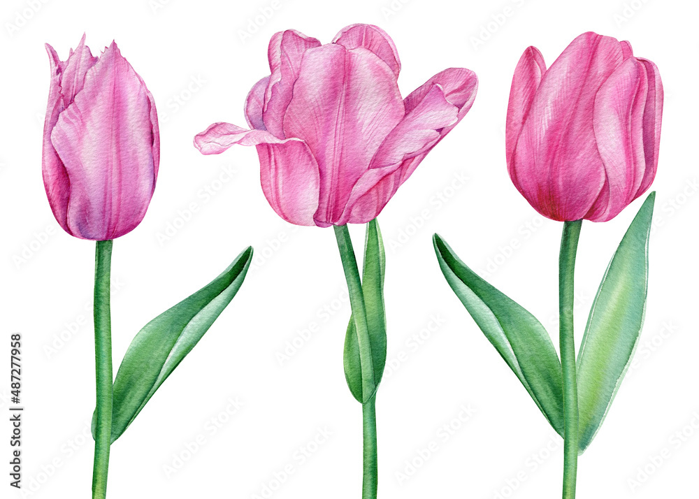Watercolor tulips. Spring flowers. Pink tulip on a white background. Flora illustration. Watercolor tulips. Spring flowers. Pink tulip on a white background. Flora illustration.