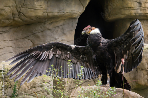 Andean condor with open wings photo