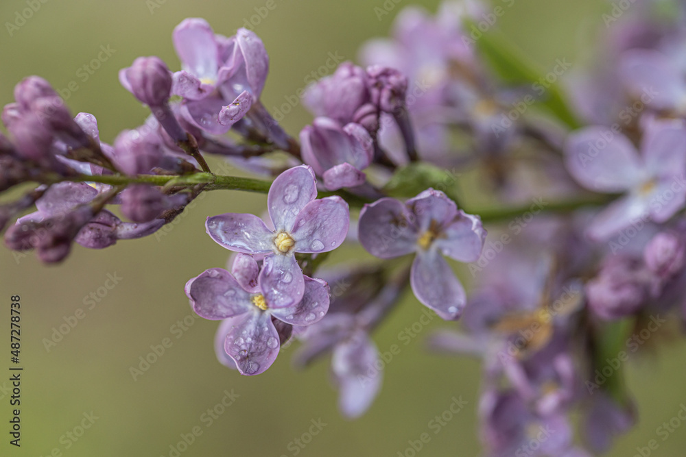 A branch of lilac on a background of green leaves. Spring. Close up of purple Syringa vulgaris 'Andenken an Ludwig Spath Souvenir de Louis Spaeth, flowering on large shrub. Green natural background. A branch of lilac on a background of green leaves. Spring. Close up of purple Syringa vulgaris 'Andenken an Ludwig Spath Souvenir de Louis Spaeth, flowering on large shrub. Green natural background.