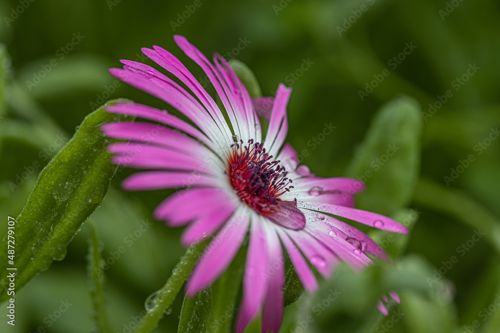 Ficoide plant with pink flowers, Ice plant 