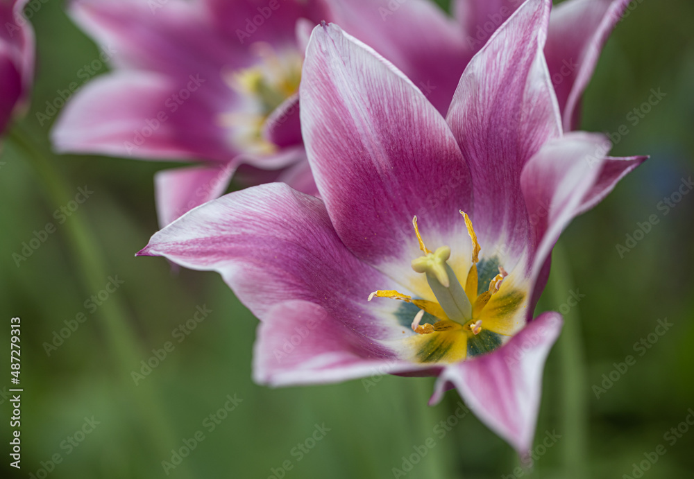 Lovely pink and white flower tulip blossom in the garden. Beautiful,purple and bright tulipa with green natural background. Lovely pink and white flower tulip blossom in the garden. Beautiful,purple and bright tulipa with green natural background.