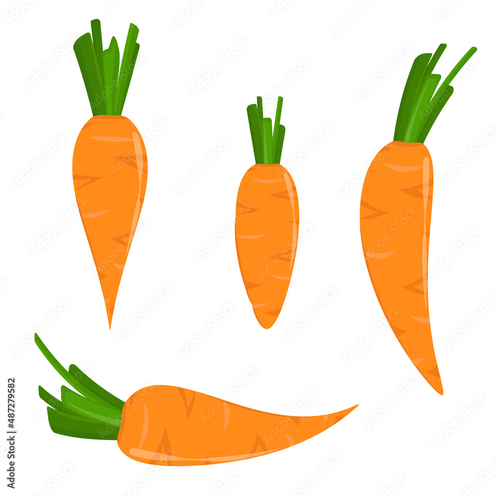 vector illustration of a carrot isolated on a white background. Set vector illustration of a carrot isolated on a white background. Set