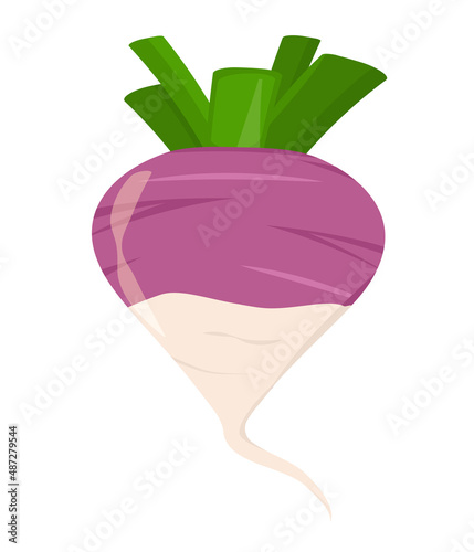 vector illustration of a turnip isolated on a white background